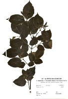 藍靛木藏品圖，第2張